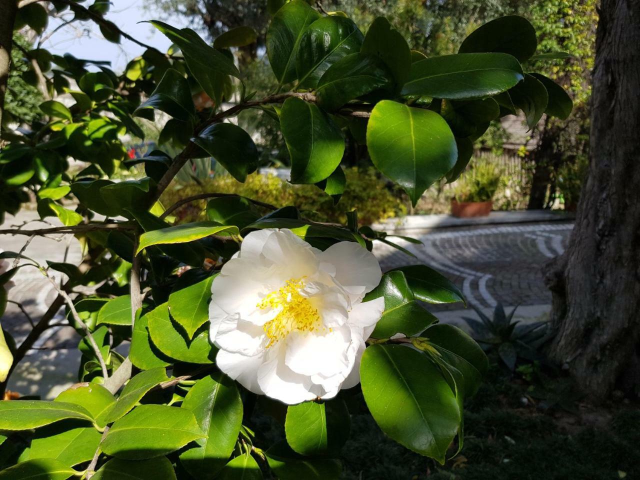 Villa Kalimera Sorrento Kültér fotó